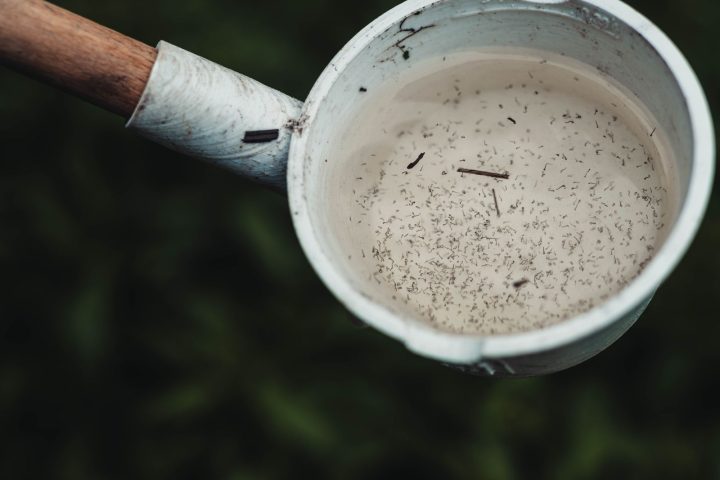 Личинки комаров в пробе стоячей воды